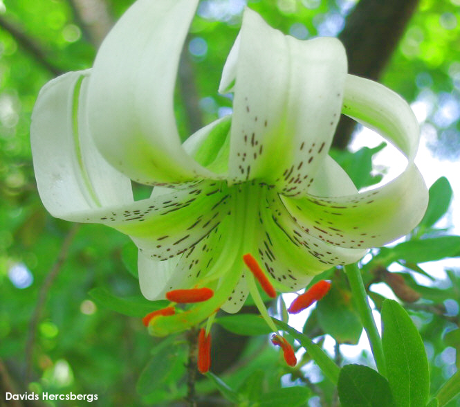 گل سوسن چلچراغی